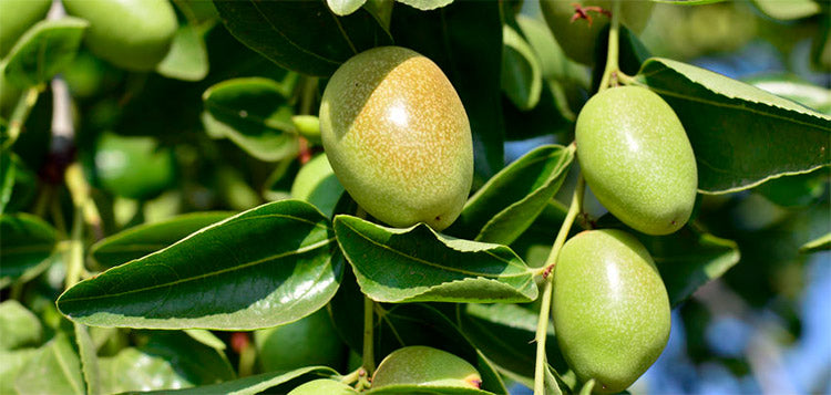 Everything You Wanted to Know About Jojoba Oil