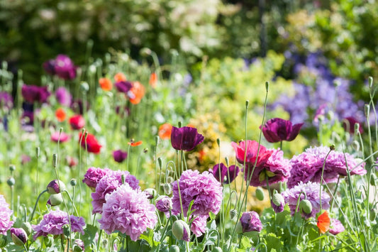Springtime Gardening: Pollinator Gardens